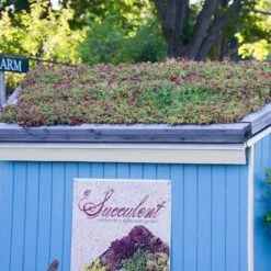 Sedum Tile® Color Splash -Verdelyn Sales x600 15954