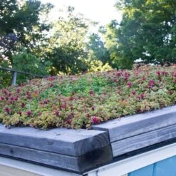 Sedum Tile® Color Splash -Verdelyn Sales x600 15955