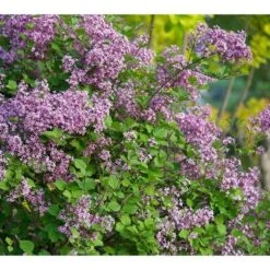 Syringa Bloomerang® Dark Purple -Verdelyn Sales x600 16109