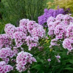 Phlox Paniculata 'Bright Eyes' -Verdelyn Sales x600 16367