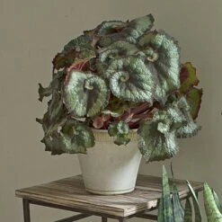 Begonia 'Escargot' In Farnham Pot And Saucer -Verdelyn Sales x600 16372