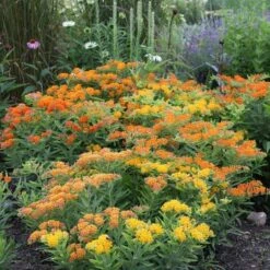 Monarch Butterfly Perennial Garden -Verdelyn Sales x600 16438