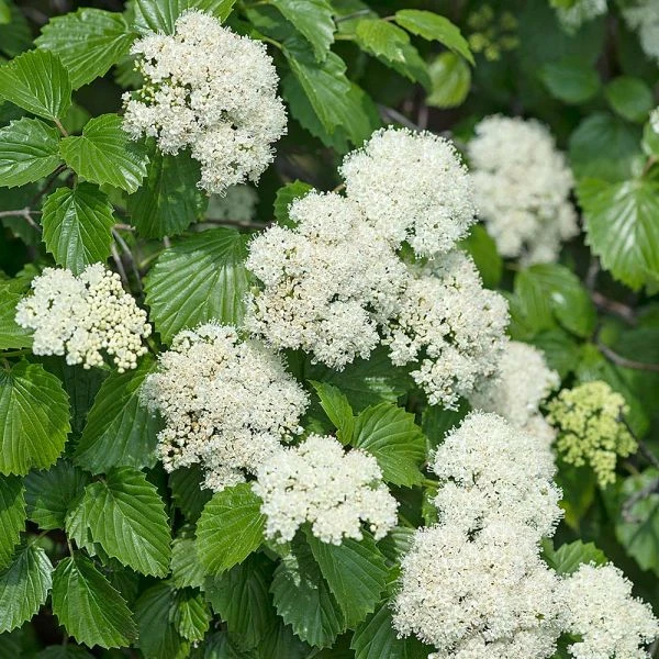 Viburnum Dentatum 2 Viburnum Dentatum - Image 2
