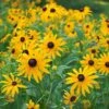 Rudbeckia Fulgida Sullivantii 'Goldsturm'