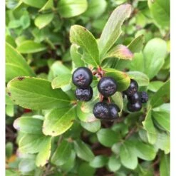 Aronia Melanocarpa Low Scape® Mound -Verdelyn Sales x600 16890