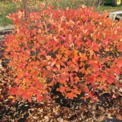 Aronia Melanocarpa Low Scape® Mound -Verdelyn Sales x600 16891