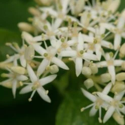 Cornus Sanguinea Arctic Sun® -Verdelyn Sales x600 16908