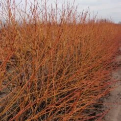 Cornus Sanguinea Arctic Sun® -Verdelyn Sales x600 16909