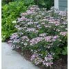 Hydrangea Serrata Tiny Tuff Stuff™ - 1 Gallon Pot