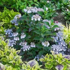 Hydrangea Serrata Tiny Tuff Stuff™ - 1 Gallon Pot -Verdelyn Sales x600 16923