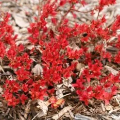 Spiraea Japonica Double Play® Candy Corn® -Verdelyn Sales x600 16954