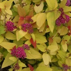 Spiraea Japonica Double Play® Candy Corn® -Verdelyn Sales x600 16957