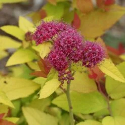 Spiraea Japonica Double Play® Candy Corn® -Verdelyn Sales x600 16958