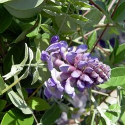 Wisteria Frutescens 'Amethyst Falls' -Verdelyn Sales x600 16971