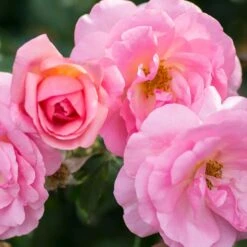 Verdelyn Sales -Verdelyn Sales x600 17223