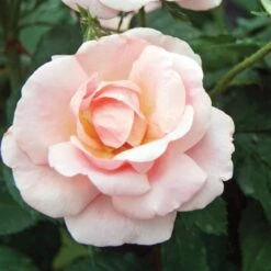Rose Peachy Knock Out® -Verdelyn Sales x600 17224