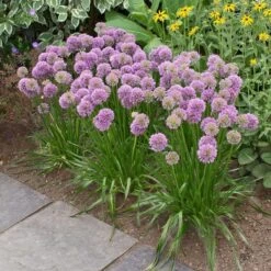 Allium 'Millenium' -Verdelyn Sales x600 17251