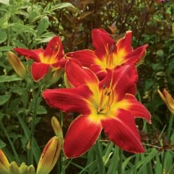 Hemerocallis (Daylily) 'All American Chief' -Verdelyn Sales x600 17452