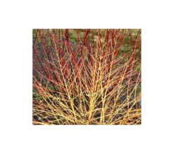 Cornus Sanguinea Arctic Sun® -Verdelyn Sales x600 1776