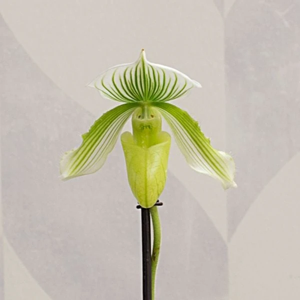 Green Lady's Slipper Orchid In 4½" Ceramic Cachepot 2 Green Lady's Slipper Orchid In 4½" Ceramic Cachepot - Image 2