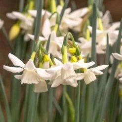 Narcissus 'Starlight Sensation' -Verdelyn Sales x600 18014