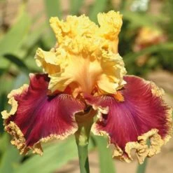 Pride Of The Border Bicolor Iris Collection - 4 Plants -Verdelyn Sales x600 18071