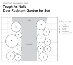 Tough As Nails Deer-Resistant Garden For Sun 19 Tough As Nails Deer-Resistant Garden For Sun -Verdelyn Sales x600 18084