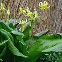 Erythronium 'Pagoda' -Verdelyn Sales x600 18305