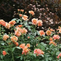 Rose At Last® -Verdelyn Sales x600 18576