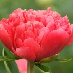 Peony 'Lorelei' -Verdelyn Sales x600 18586