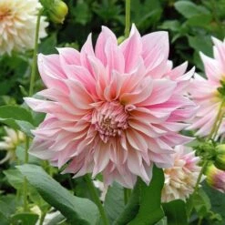 Dahlia 'Café Au Lait' -Verdelyn Sales x600 18690