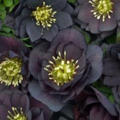 Helleborus Wedding Party® Mix -Verdelyn Sales x600 18787