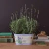 Lavender 'Goodwin Creek Grey' In Decorative Metal Cachepot