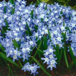 Chionodoxa Forbesii