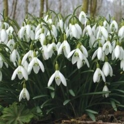 Galanthus Nivalis -Verdelyn Sales x600 19597