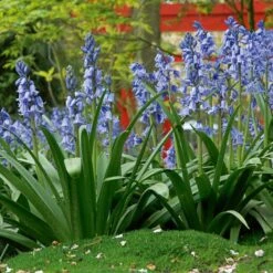 Hyacinthoides Hispanica 'Excelsior' -Verdelyn Sales x600 19599