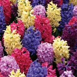 Vivid Hyacinth Mix -Verdelyn Sales x600 19601