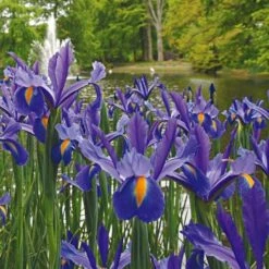 Dutch Iris Mix -Verdelyn Sales x600 19603