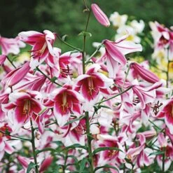 Lilium 'Silk Road' -Verdelyn Sales x600 19605