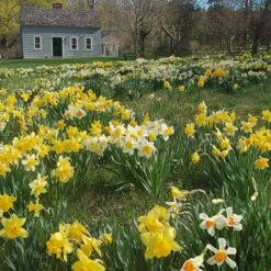 Professional's Naturalizing Daffodil Mix -Verdelyn Sales x600 19615