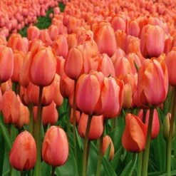 Tulip 'Apricot Impression' -Verdelyn Sales x600 19619