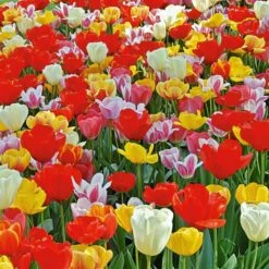 Next Generation Perennial Tulip Mix -Verdelyn Sales x600 19624