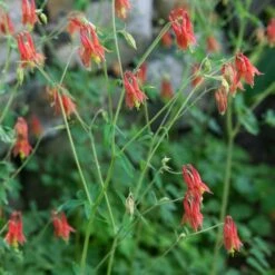 Aquilegia Canadensis -Verdelyn Sales x600 20034