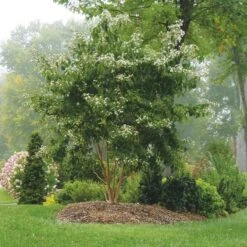 Heptacodium Miconioides Temple Of Bloom® -Verdelyn Sales x600 20056