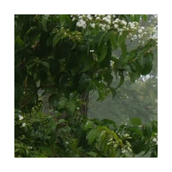 Heptacodium Miconioides Temple Of Bloom® -Verdelyn Sales x600 20057