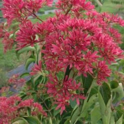 Heptacodium Miconioides Temple Of Bloom® -Verdelyn Sales x600 20060