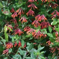 Lonicera Sempervirens 'Major Wheeler' -Verdelyn Sales x600 20081