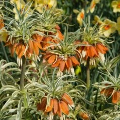 Fritillaria Imperialis 'Aureomarginata' -Verdelyn Sales x600 20124