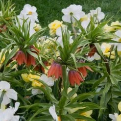 Fritillaria Imperialis 'Rubra Maxima' -Verdelyn Sales x600 20126
