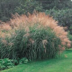 Ornamental Grass: Miscanthus Sinensis 'Silver Feather' 9 Ornamental Grass: Miscanthus Sinensis 'Silver Feather' -Verdelyn Sales x600 20147
